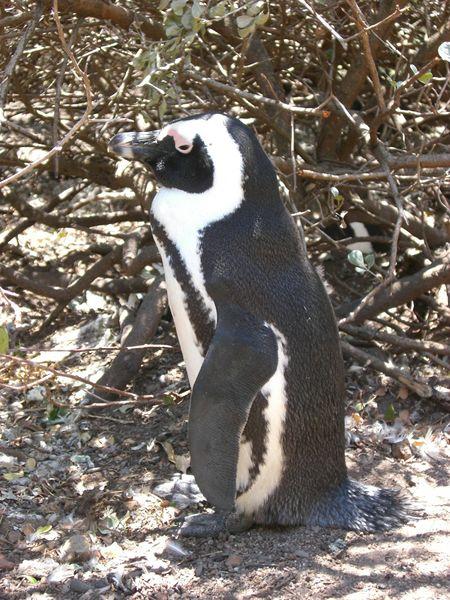 Pingouin